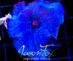 JF BLUE MUSHROOM XL 2INCHES OPEN