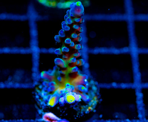 WWC YELLOW TIPS ACRO