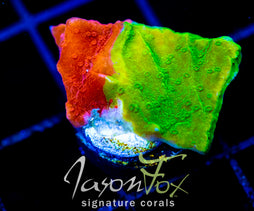 WWC GRAFTED TURBICULATA