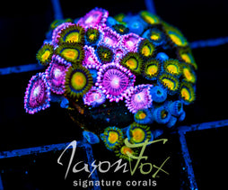 JF BURNING BLOSSOMS COMBO