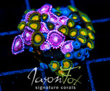 JF BURNING BLOSSOMS COMBO