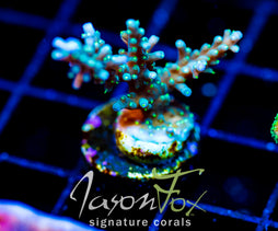 TYREE BLUEBERRY STARS ACRO