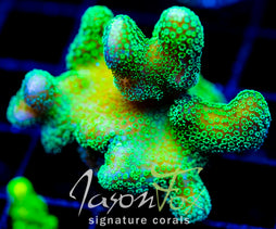 JF PROJECT X STYLO XL FRAG