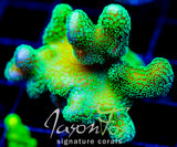 JF PROJECT X STYLO XL FRAG