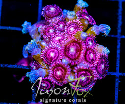 JF BURNING BLOSSOMS COMBO XL FRAG