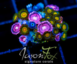 JF SUNFLOWER ZOAS COMBO