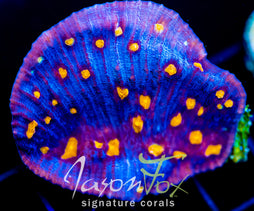 JF HALLOWEEN CHALICE XL FRAG