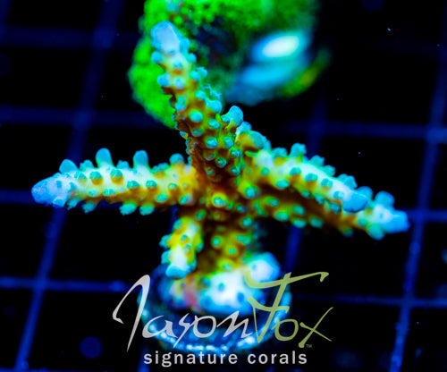 JF FRANKIES SKY HIGH STAG