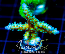 JF FRANKIES SKY HIGH STAG