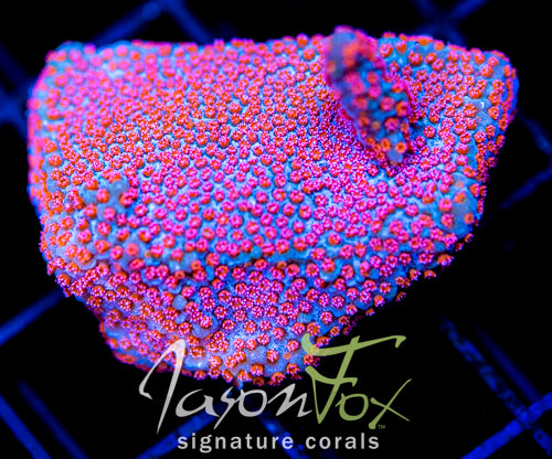 GB SEVEN HEAVENS MONTI XL FRAG