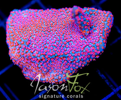 GB SEVEN HEAVENS MONTI XL FRAG