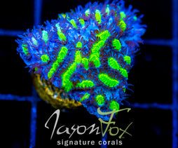 JF BLUEBERRY BLAST HYDNO