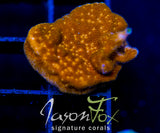 JF ORANGE BRANCHING PSAMMACORA