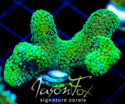 JF RADIO ACTIVE STYLO XL FRAG