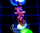 JF PINK BRANCHING CYPHASTREA