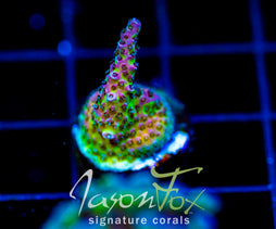 JF STRAWBERRY WINE ACRO