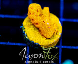 JF BLINDING ORANGE LEPTO