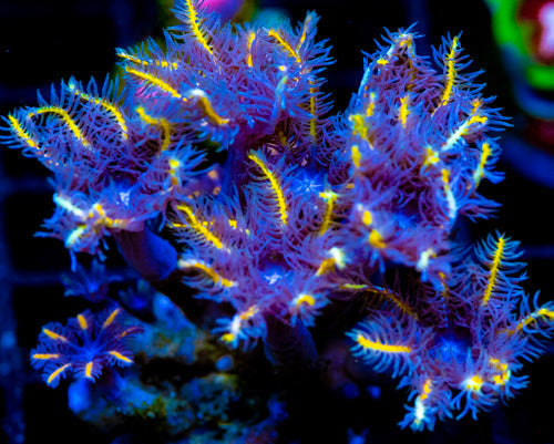 JF TANGERINE TWISTERS CLOVES