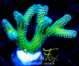 JF ENCHANTED FOREST BN