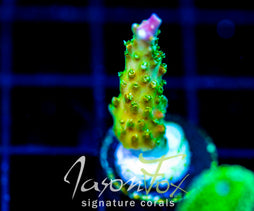 JF ZIPPER RIPPER ACRO