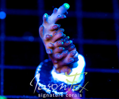 GB EL CANDLEABRA ACRO