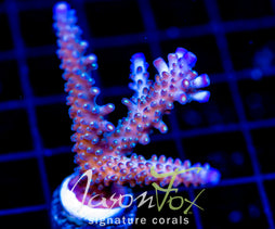 JF COOLERS CHAMPAGNE ACRO XL FRAG