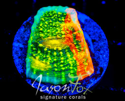 OG TROPS OVERDOSE CHALICE