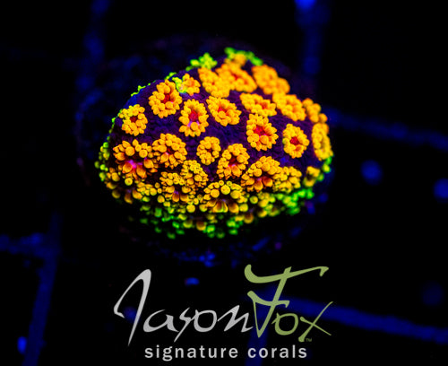 TSA LAFFY TAFFY GONI