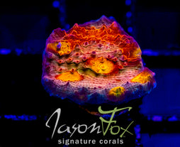 JF BIOHAZZARD CHALICE