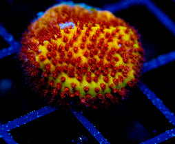 JF BURNING BANANA STYLO