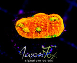 JF BLOOD RED  RAINBOW WATERMELON CHALICE