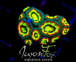 F2M HOLY GRAIL MICROMUSSA