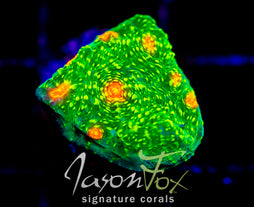 TYREE BUBBLE GUM MONSTER CHALICE