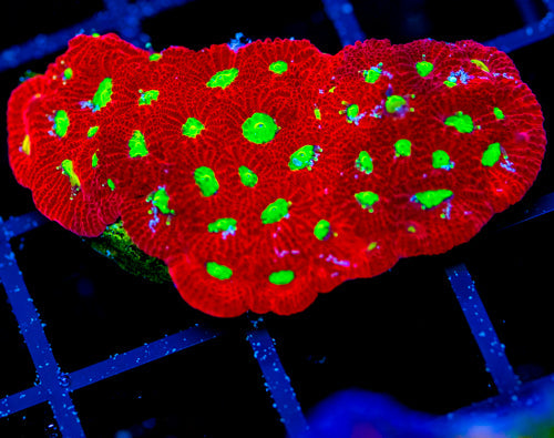 JF DEVILS BREW FAVIA