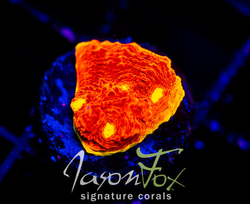 JF FIRE FIGHTER RAINBOW CHALICE