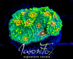 JF MAHARLIKA CHALICE (NEW RELEASE)