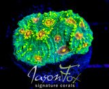 JF MAHARLIKA CHALICE (NEW RELEASE)