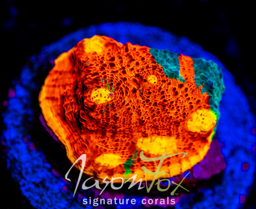 CB FLAMING BUGATI CHALICE 1 INCH FRAG