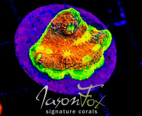 JF TICKLE ME PINK WATERMELON CHALICE