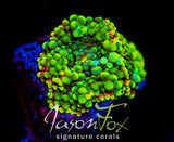 JF RAINBOW EXPLOSION MUSHROOM