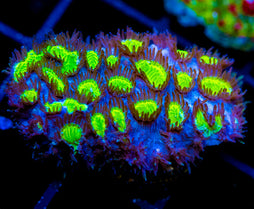 JF BLUEBERRY BLAST HYDNO