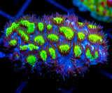 JF BLUEBERRY BLAST HYDNO