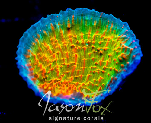 JF CONFLICTING COLORS CHALICE