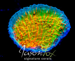 JF CONFLICTING COLORS CHALICE