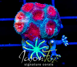 JF MASS DESTRUCTION FAVIA COMBO