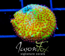 JF BURNIN  BANANA STYLO