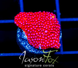 JF SCARLET FEVER STYLO