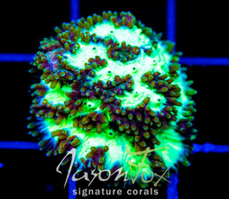 JF HIGHLIGHTER GREEN HYDNO