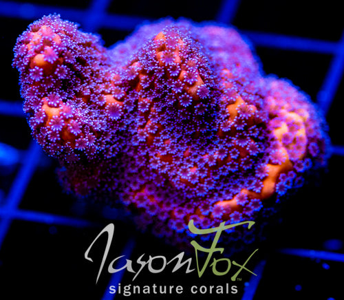 GB MANGO PIE MONTI XL FRAG