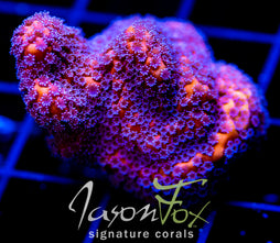 GB MANGO PIE MONTI XL FRAG